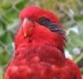 /album/lori-carkovany-blue-streaked-lory/lori-carkovany-2-jpg/